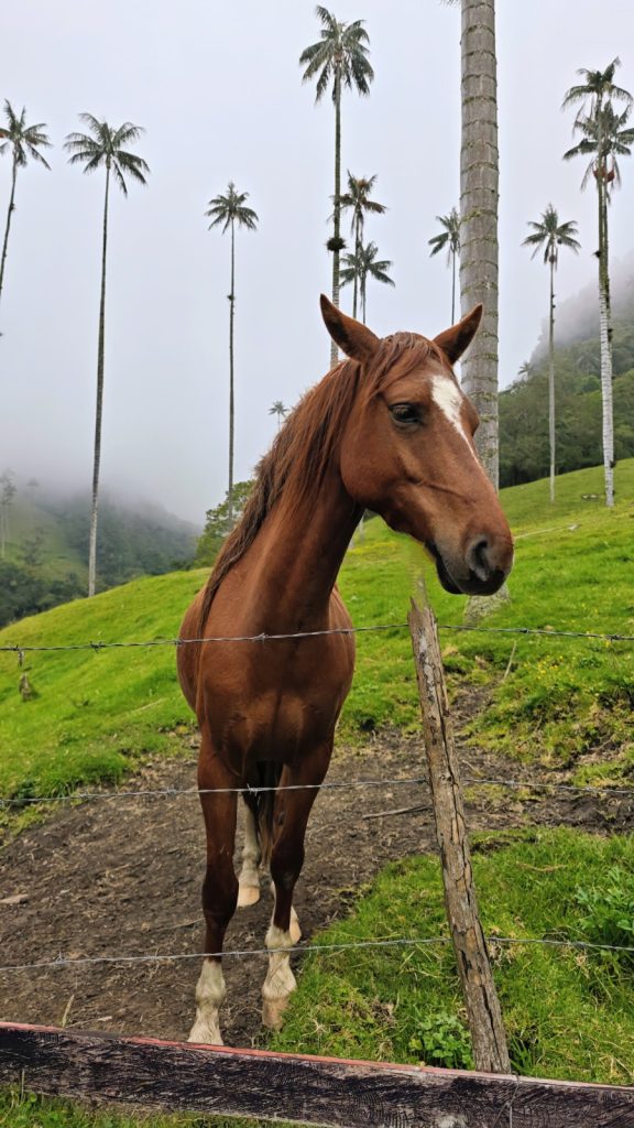 Cocora